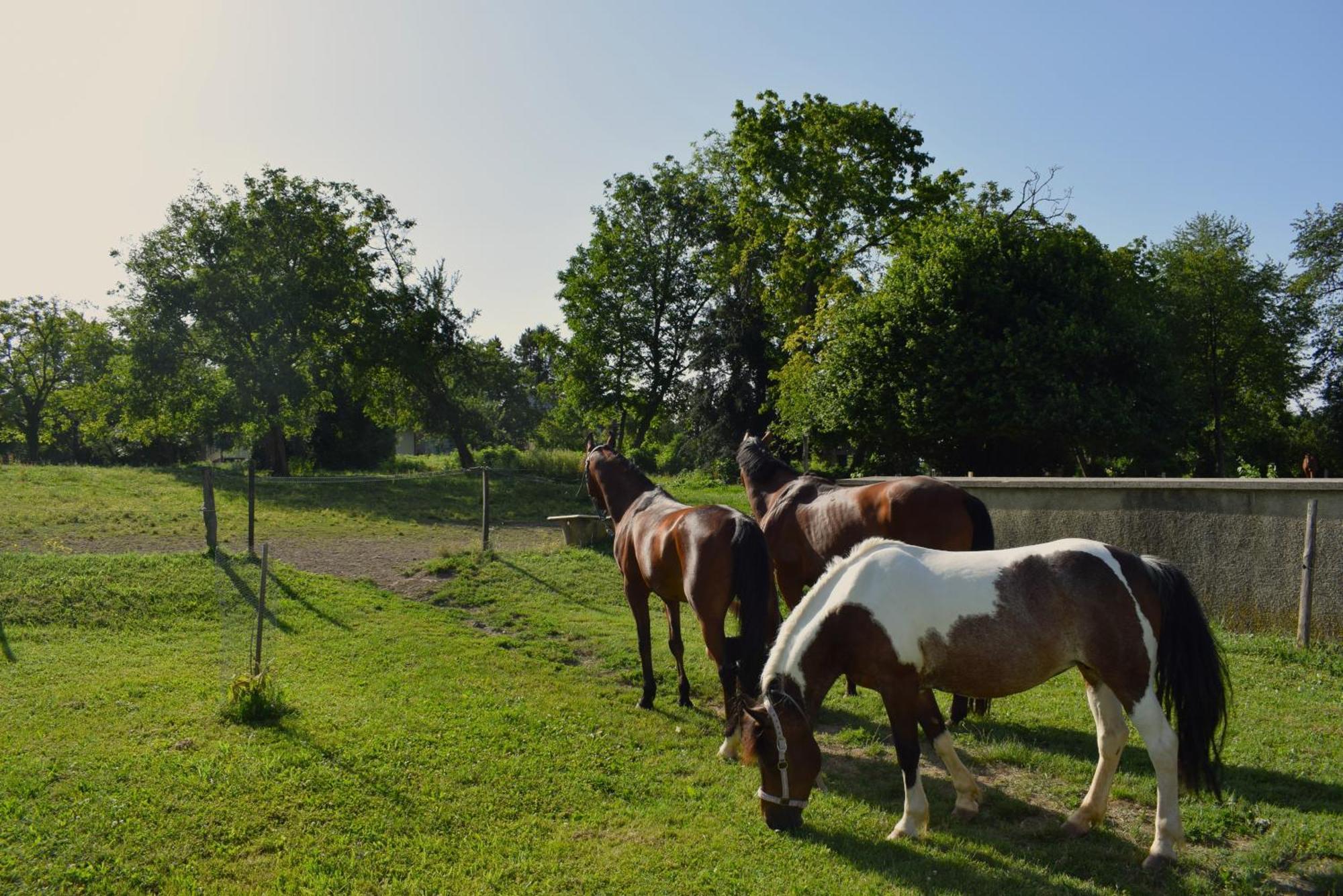 Farm Stay Zevnik Brežice Dış mekan fotoğraf